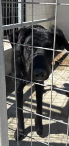 Adopt Melpo
