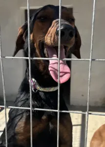 Adopt Marieta