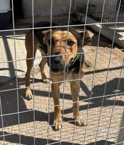 Adopt Milos