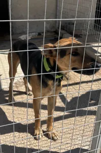 Adopt Milos