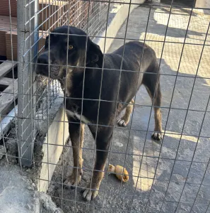 Adopt Diezel