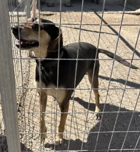 Adopt Ken