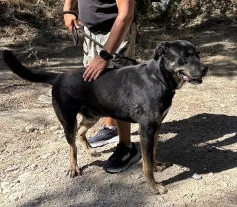 Adopt Diezel