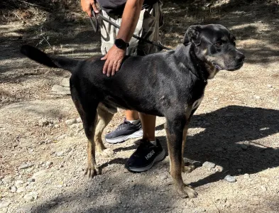Adopt Diezel