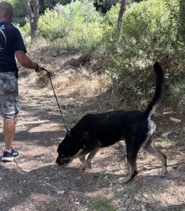 Adopt Diezel