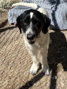 Adopt Markos