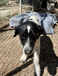 Adopt Markos