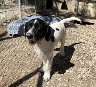 Adopt Markos