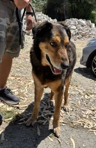 Adopt Nappi