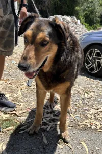 Adopt Nappi