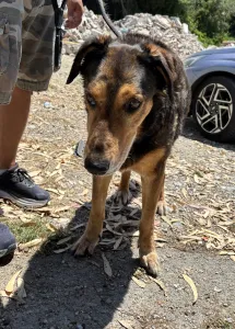 Adopt Nappi