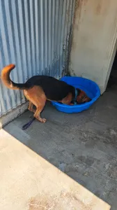 Adopt Bruno