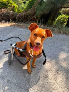 Elvis Has Gone Home