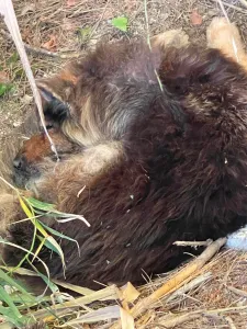 A Happy Ending for an Elderly Dog Rescue