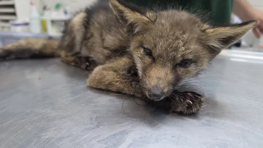 A Chain of Life for a Little Fox